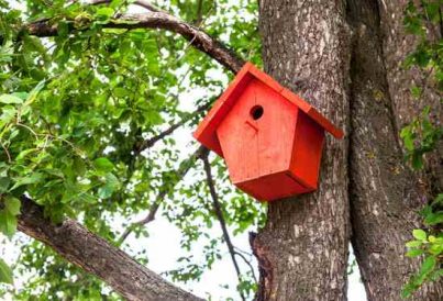 Build a Classic Birdhouse Image